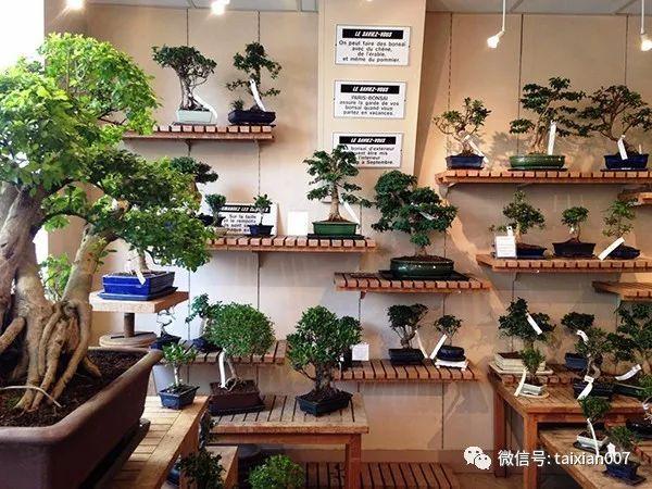 如何选择盆景素材 初学者必看!