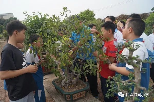 浪网小学实验班的同学进行了盆景修剪活动