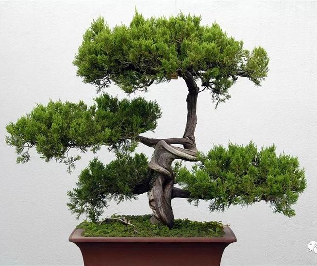 观花盆景该如何合理施肥?