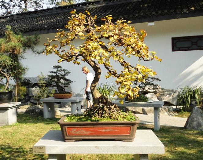 3000元买银杏盆景 10年后才卖1万2千多