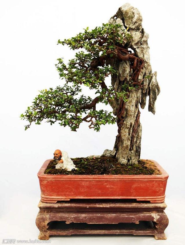 希望借《盆景艺术在线》这个平台 得到前辈指导！