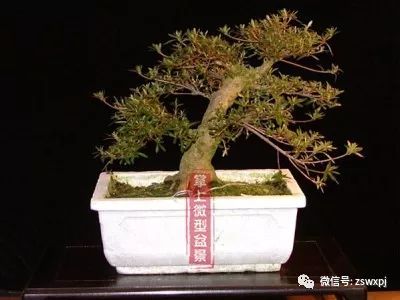 图解 一盆杜鹃盆景4年间的制作过程