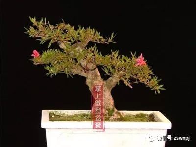图解 一盆杜鹃盆景4年间的制作过程