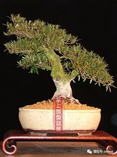 图解 一盆杜鹃盆景4年间的制作过程