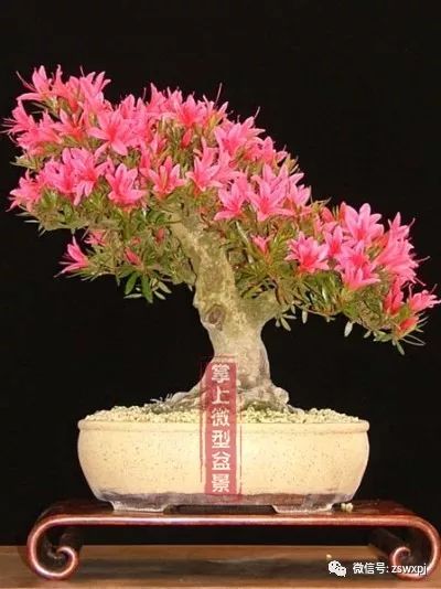 图解 一盆杜鹃盆景4年间的制作过程