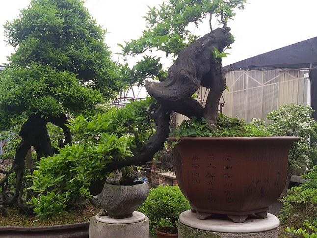 我爱好盆景 尤其是金弹子