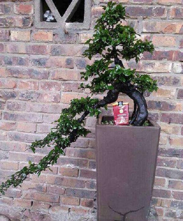 2018首届全国盆景大师课堂