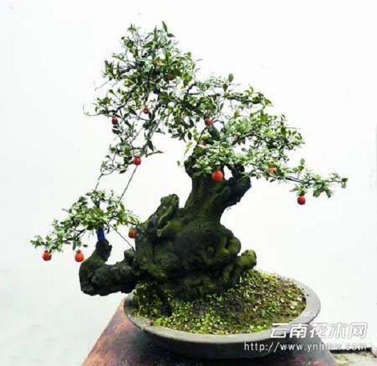 盆景的主要任务是美化室内的小环境