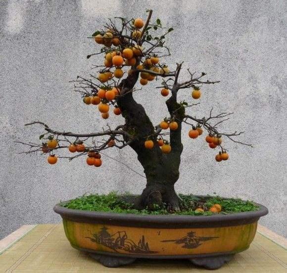 接触盆景快5年了 到现在成为生活中的一部分