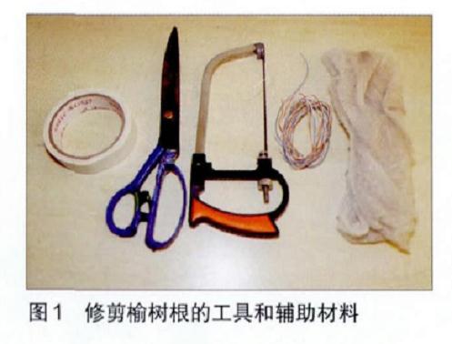 图解 附石榆树盆景怎样修剪的7个步骤