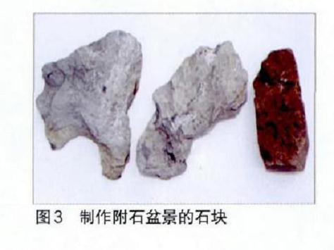 图解 附石榆树盆景怎样修剪的7个步骤