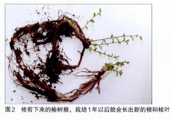 图解 附石榆树盆景怎样修剪的7个步骤