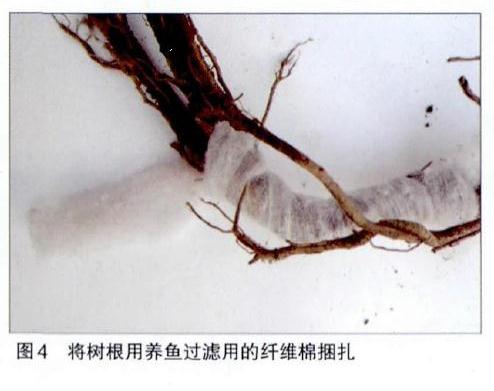 图解 附石榆树盆景怎样修剪的7个步骤