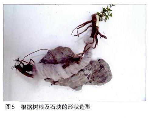 图解 附石榆树盆景怎样修剪的7个步骤