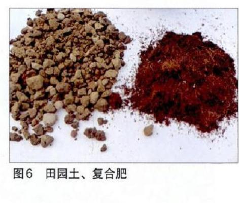 图解 附石榆树盆景怎样修剪的7个步骤