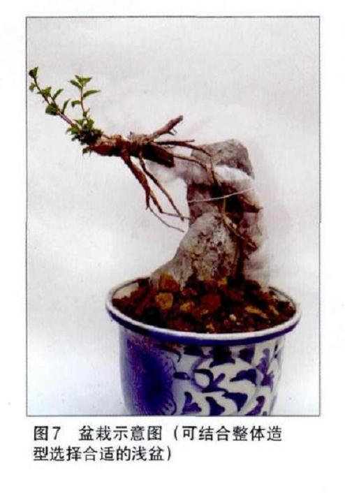 图解 附石榆树盆景怎样修剪的7个步骤