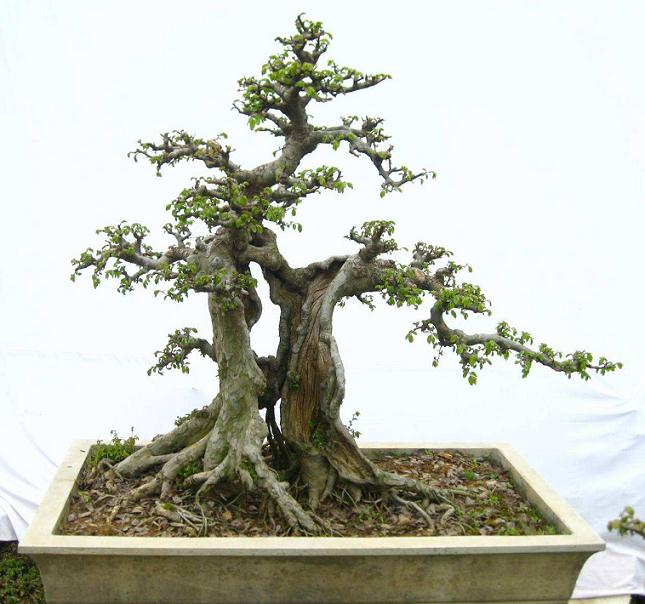 榆树盆景的生物学特性