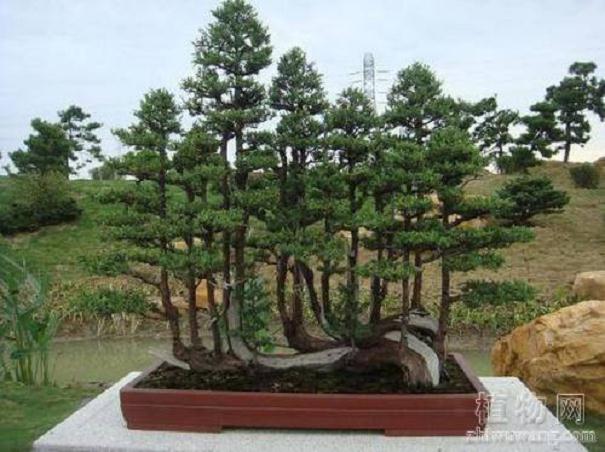 丛林式盆景的制作技巧