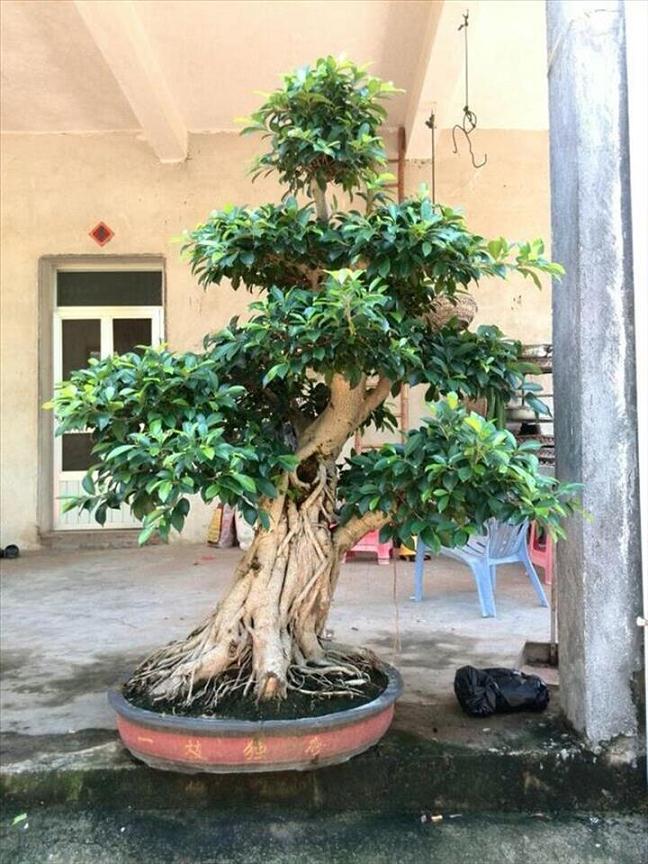 榕树盆景受冻害叶子发黑，怎么办？