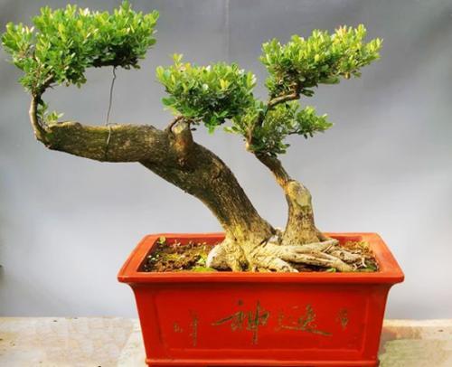 黄杨盆景怎么养？