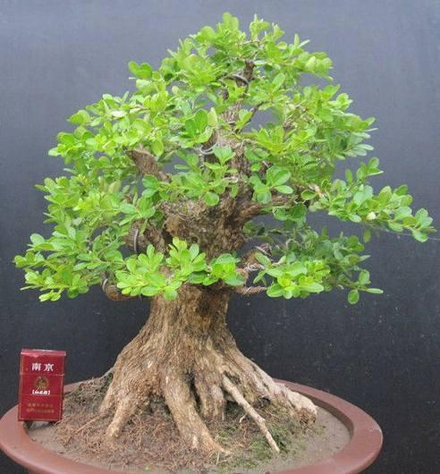 黄杨盆景的剪扎技巧