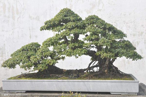 黄杨盆景的病虫害防治