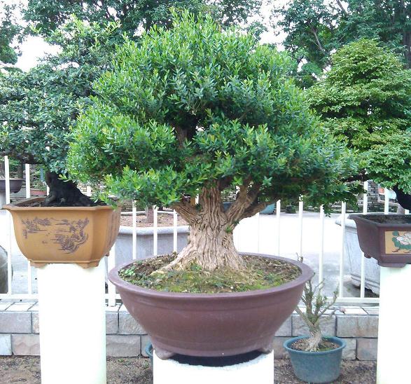 什么是偶能捡个漏? 买到一棵好的黄杨盆景