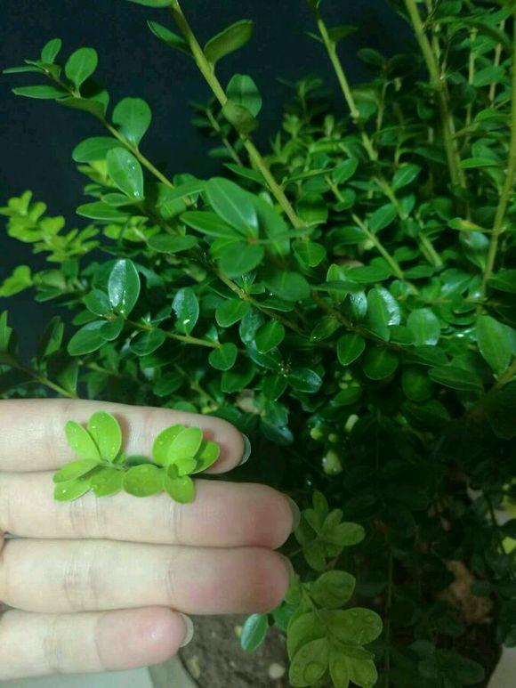 关于黄杨盆景养护的一些技巧