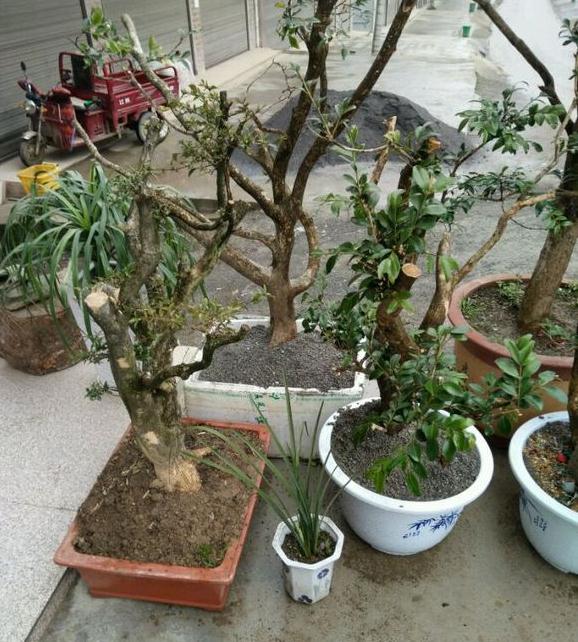 关于黄杨盆景养护的一些技巧