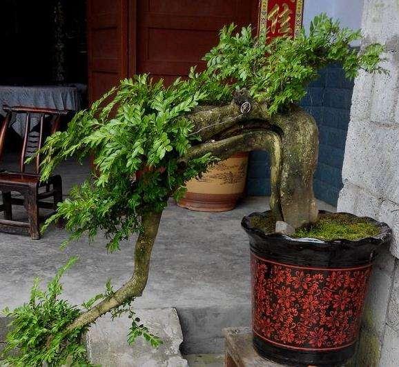 黄杨盆景日常的肥水管理