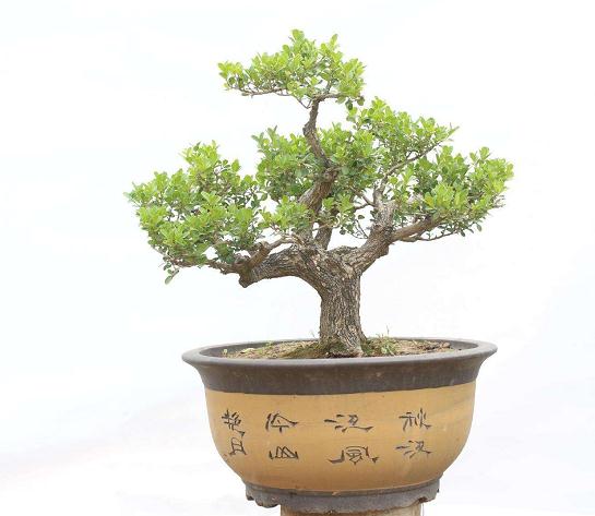 黄杨盆景的换盆管理