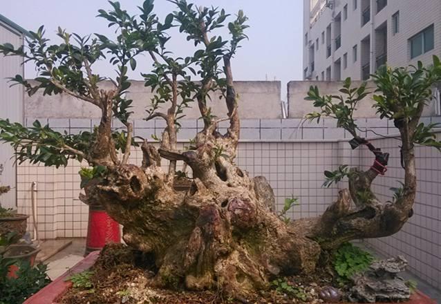 关于如何修剪黄杨盆景