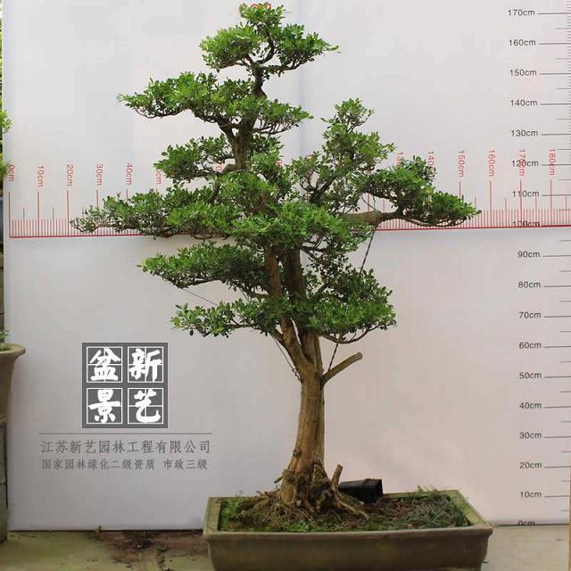 要想养活黄杨下山桩 你必须掌握以下7个技巧