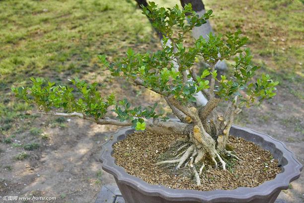 珍珠黄杨盆景的制作技巧