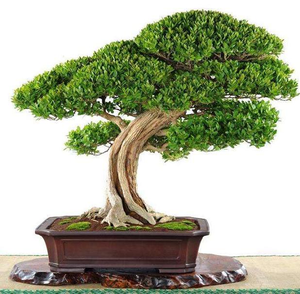 怎样给黄杨盆景浇水需要注意什么？