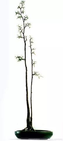 图解 文人树盆景怎么制作的过程