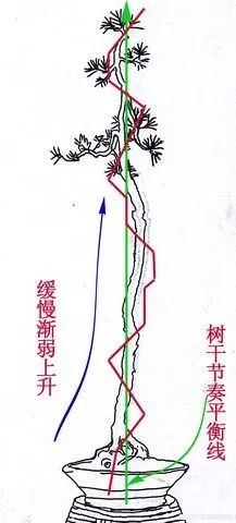 图解 文人树盆景怎么制作的过程