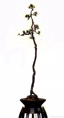 图解 文人树盆景怎么制作的过程