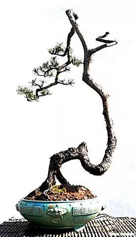 图解 文人树盆景怎么制作的过程