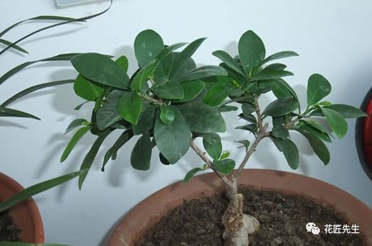 小榕树盆景放家里好吗?