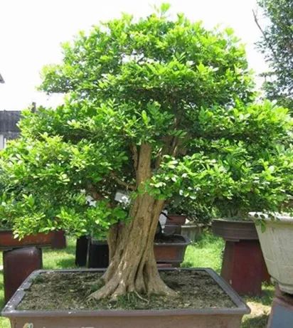 九里香盆景黄叶、掉叶的八大原因