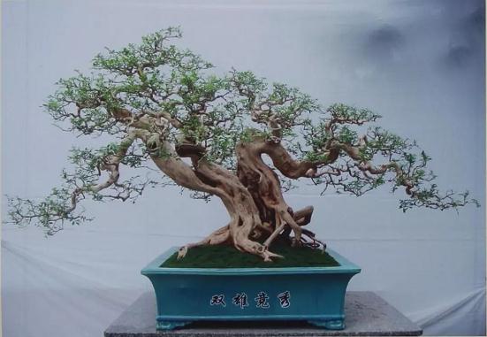 九里香盆景黄叶、掉叶的八大原因