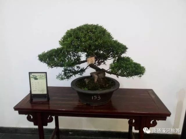 通派盆景赴扬州参展啦