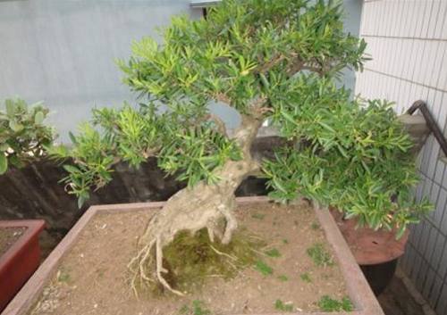 黄杨盆景该怎么养