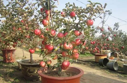 苹果盆景个别枝条干死是怎么回事?