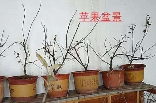 苹果盆景个别枝条干死是怎么回事?