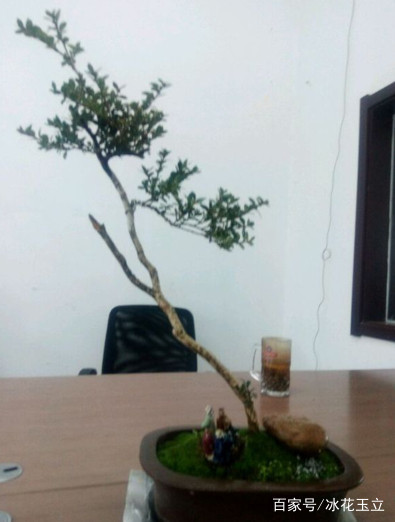 爷爷养的黄杨盆景 一盆价格上万元!