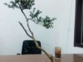 爷爷养的黄杨盆景 一盆价格上万元