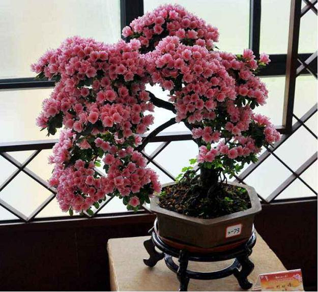 映山红盆景最适宜生长的温度在10度到25度之间