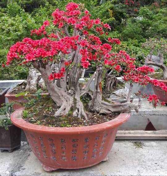 在如今年代  爱好盆景艺术的年轻人极为少数